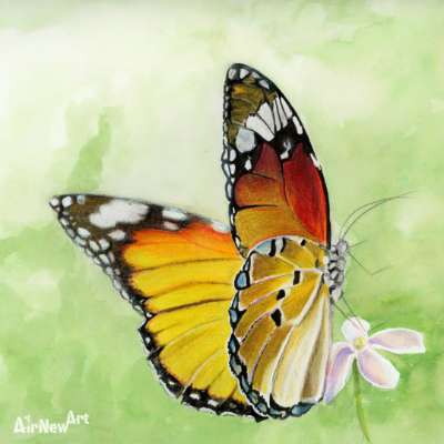Papillon - Butterfly - Illustration par Aline Hernu - Studio AirNew Art
