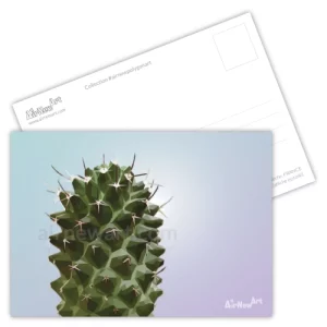 Carte postale artistique, cactus, plante verte