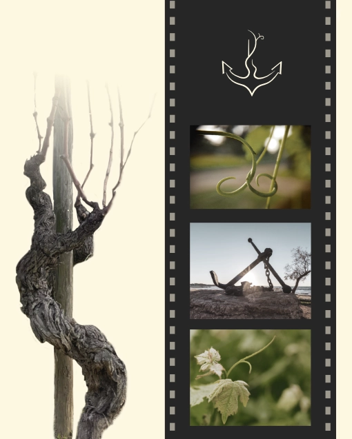 Concept du logo conçu pour le Domaine La Ravère, Paul Brunet - artisan vigneron bio, dans le cadre de la création de son identité visuelle. Symboles choisis : de l'ancre marine (ancien métier : fusillier marin dans la Marine nationale) à la spirale (vrille de la vigne), en passant par le cep de vigne. Vignoble situé à Saint-Uze dans la Drôme, et à Saint-Étienne de Valoux en Ardèche (en région Auvergne Rhône Alpes). Design par Aline Hernu - Studio AirNewArt. 2025, , tous droits réservés.